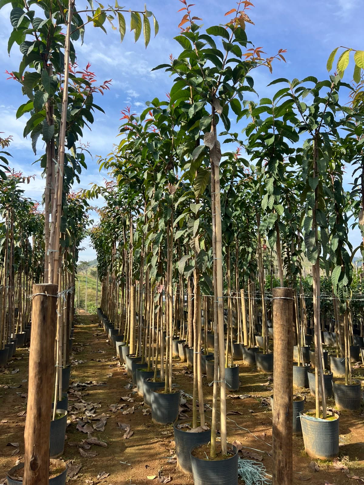 Seleção técnica de espécies no viveiro da Disk Plantas