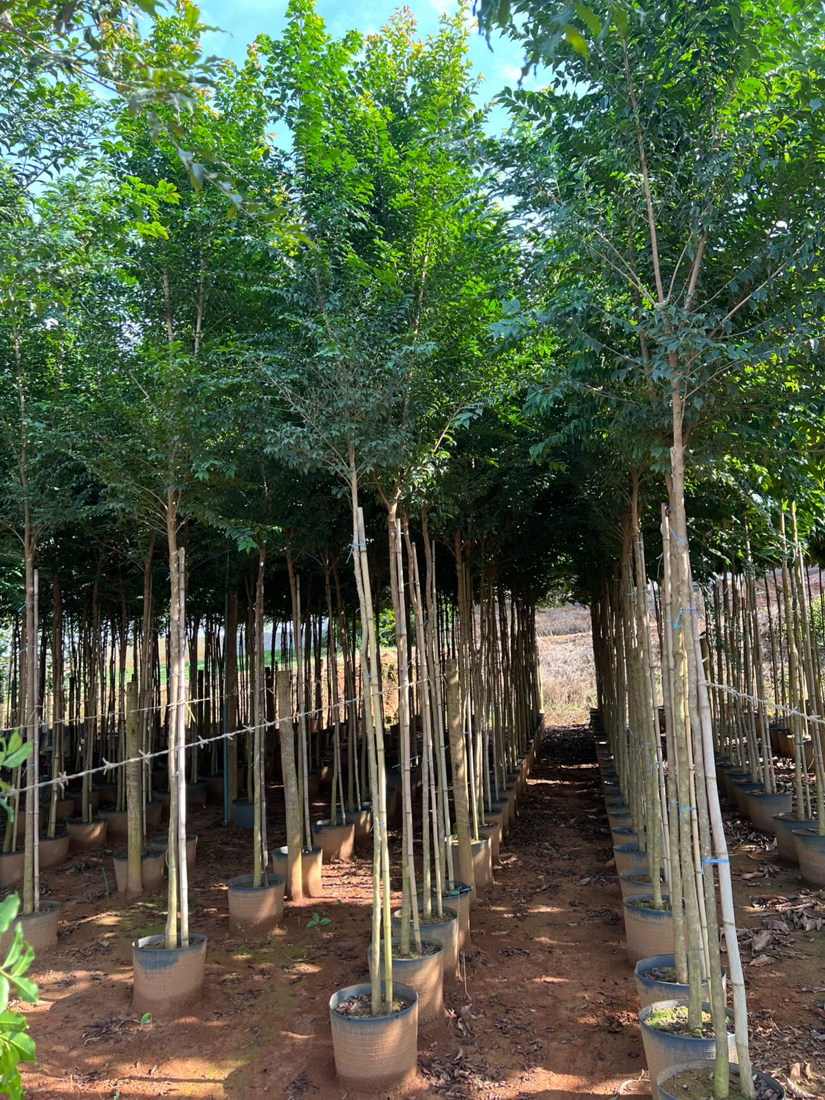 Mudas jovens tutoradas para arborização de vias