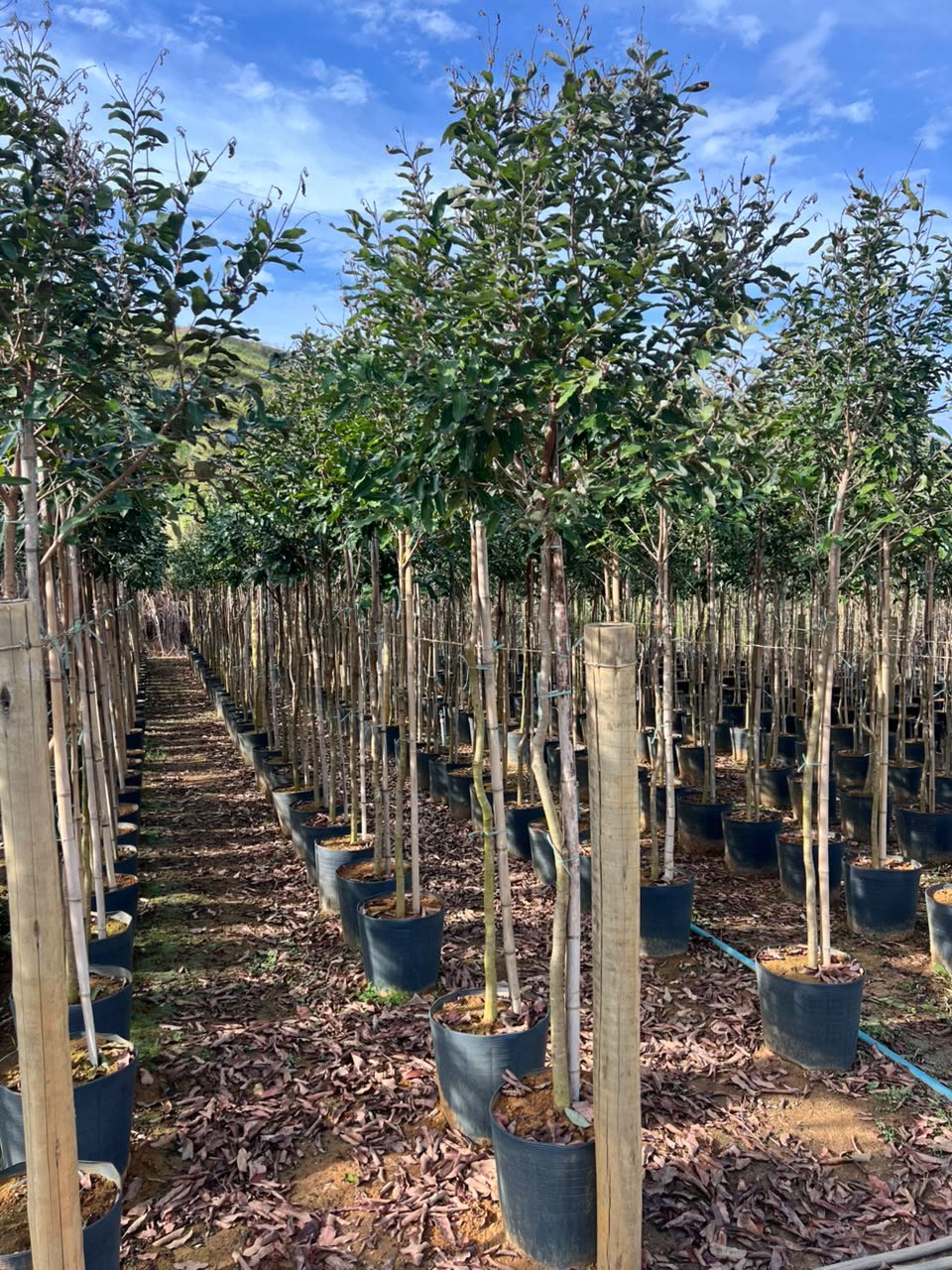 Árvores tutoradas para arborização urbana