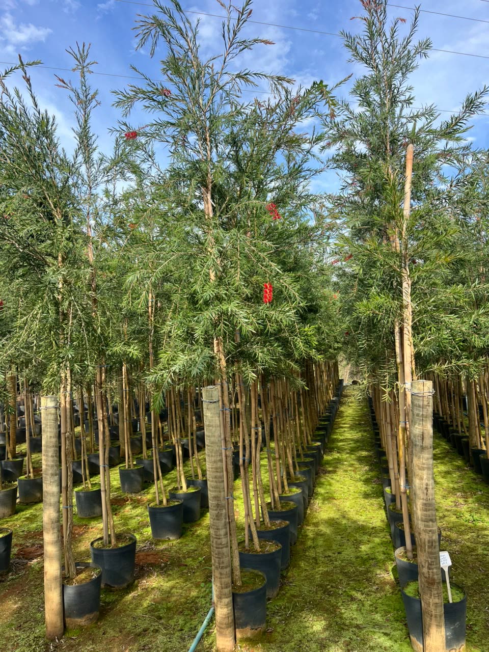 Árvores envasadas no viveiro da Disk Plantas