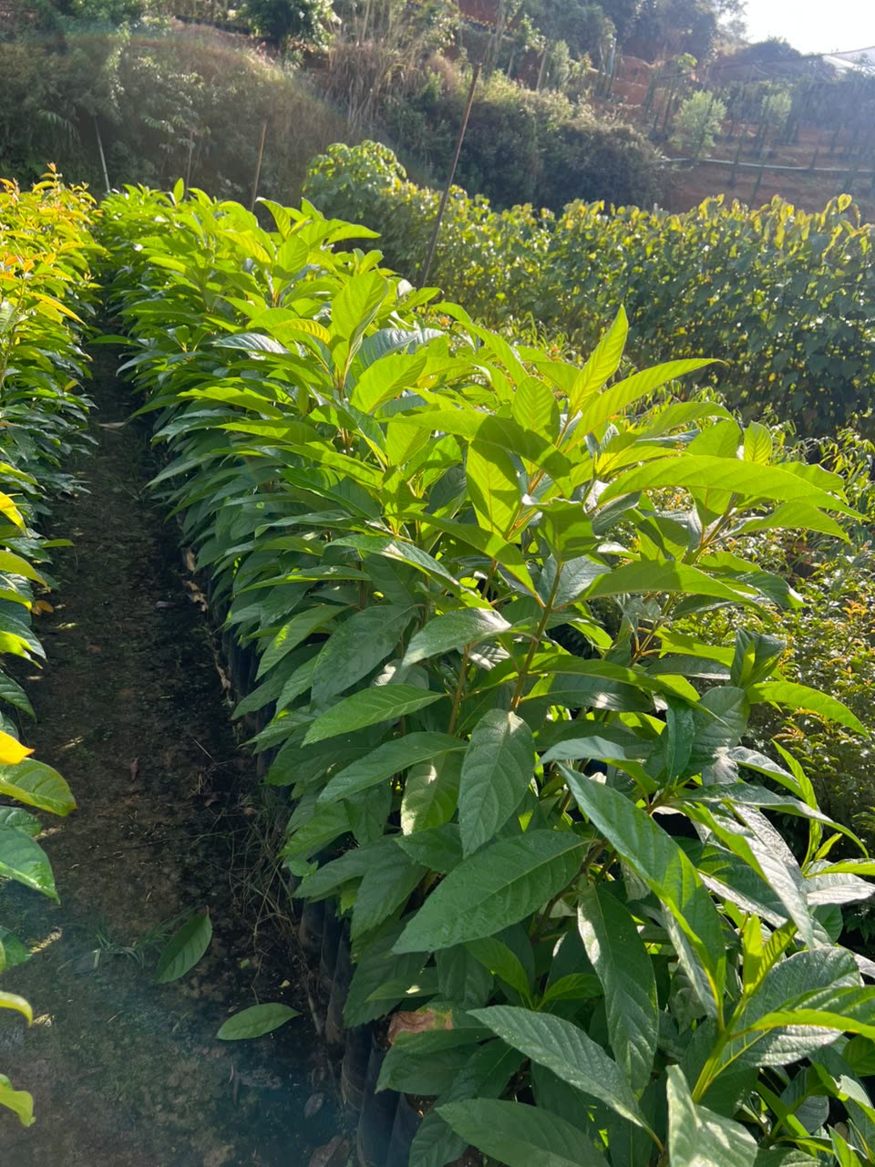 Fileiras de mudas frutíferas em produção no viveiro