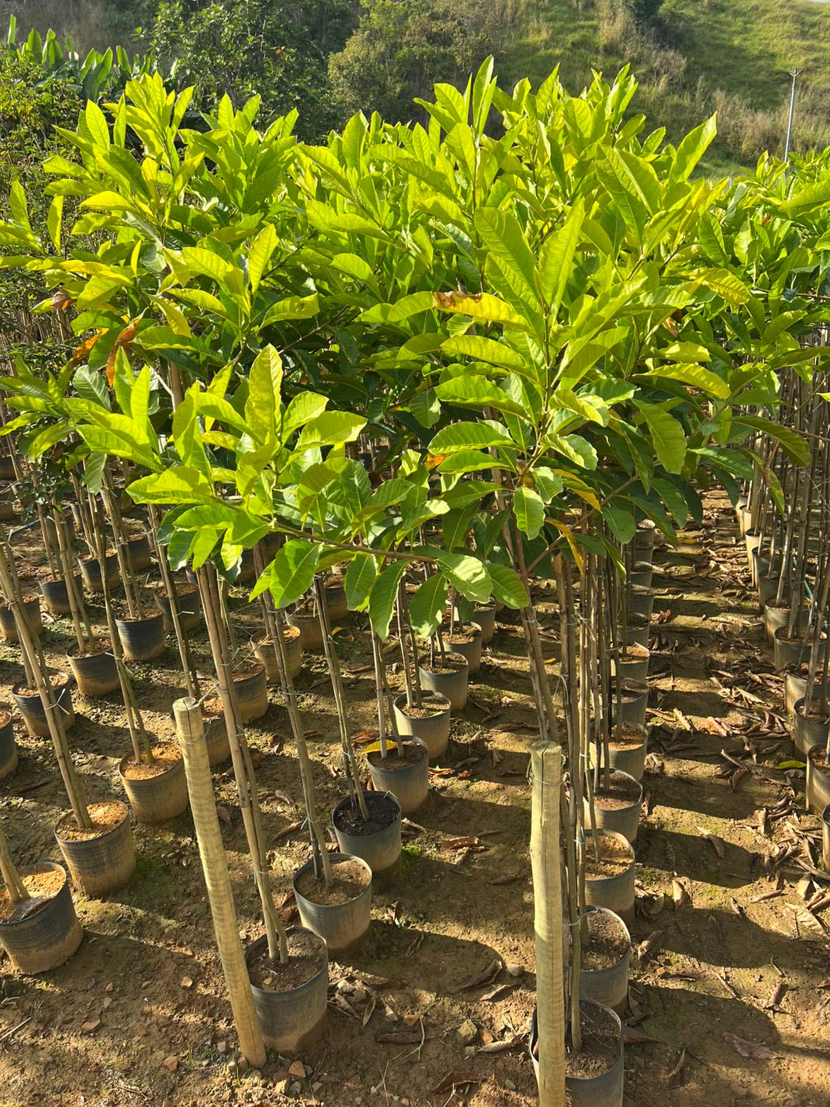 Produção de mudas nativas em canteiro do viveiro
