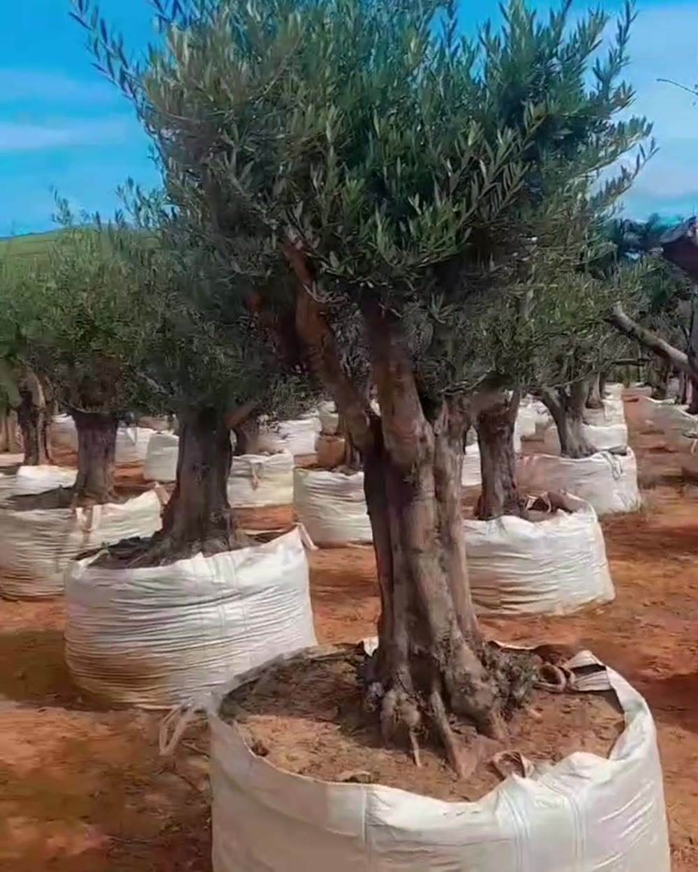 Oliveira Koroneiki no viveiro da Disk Plantas