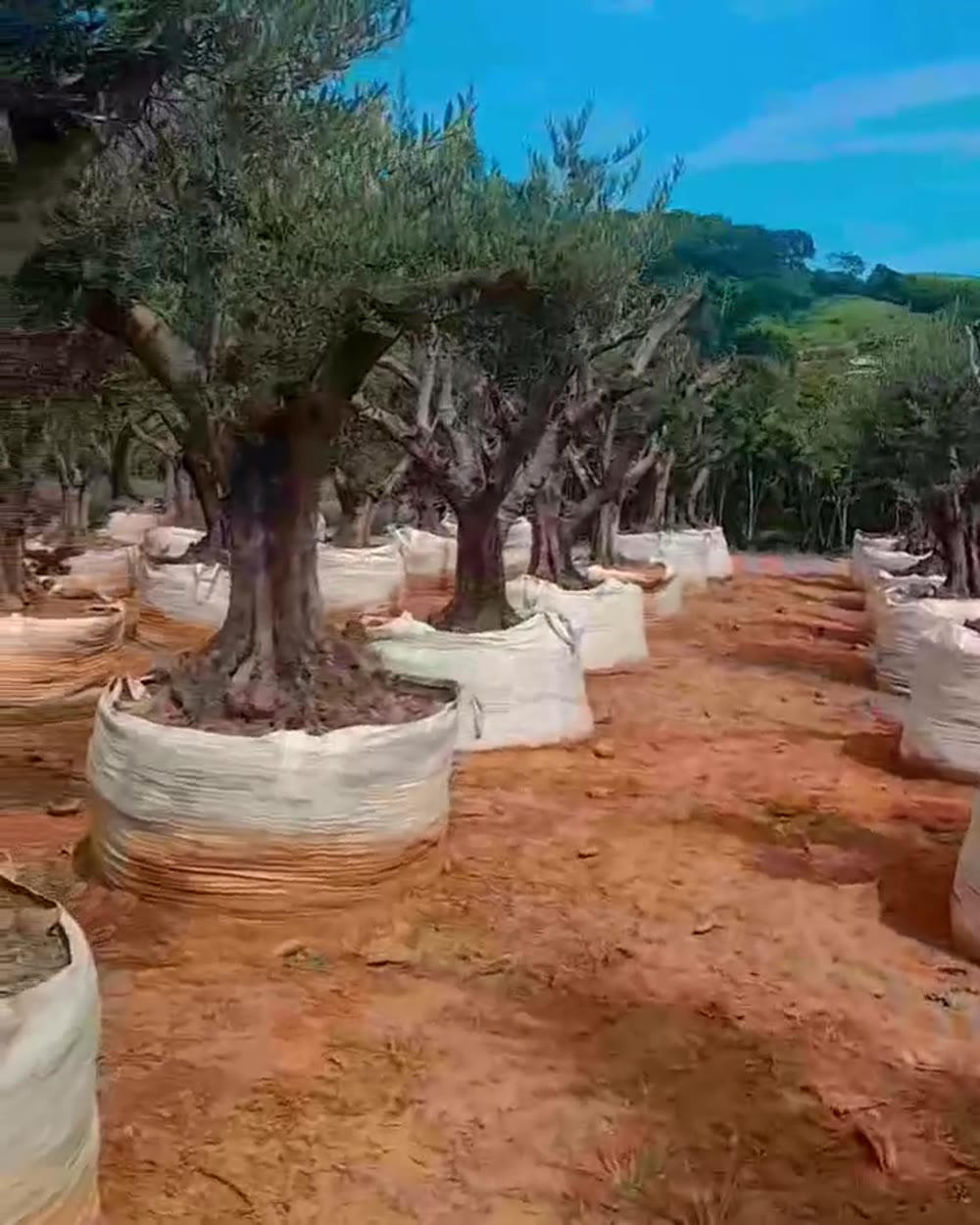 Oliveira Grappolo no viveiro da Disk Plantas