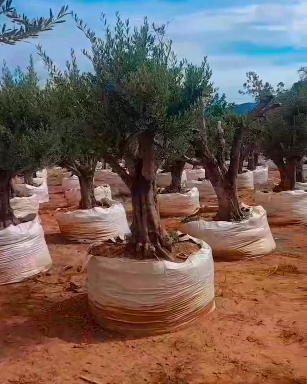 Oliveiras adultas formadas no viveiro da Disk Plantas