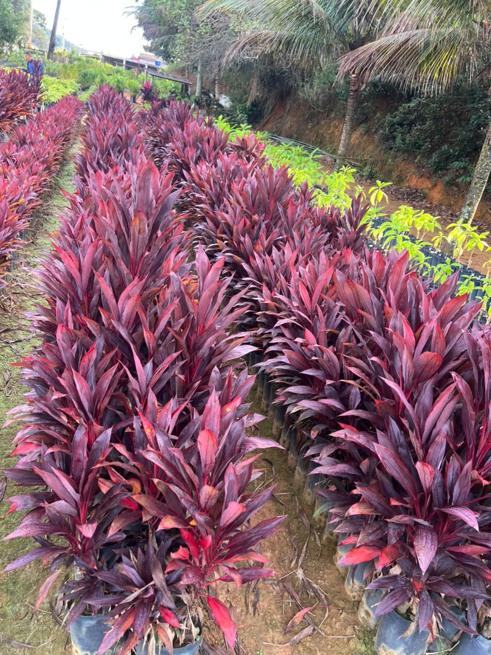 Cordyline com folhagem vermelha em produção no viveiro