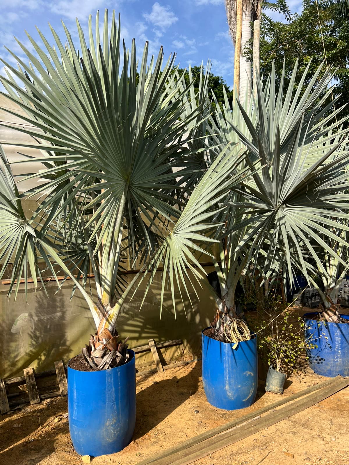Palmeira-azul Bismarckia nobilis adulta em vaso azul