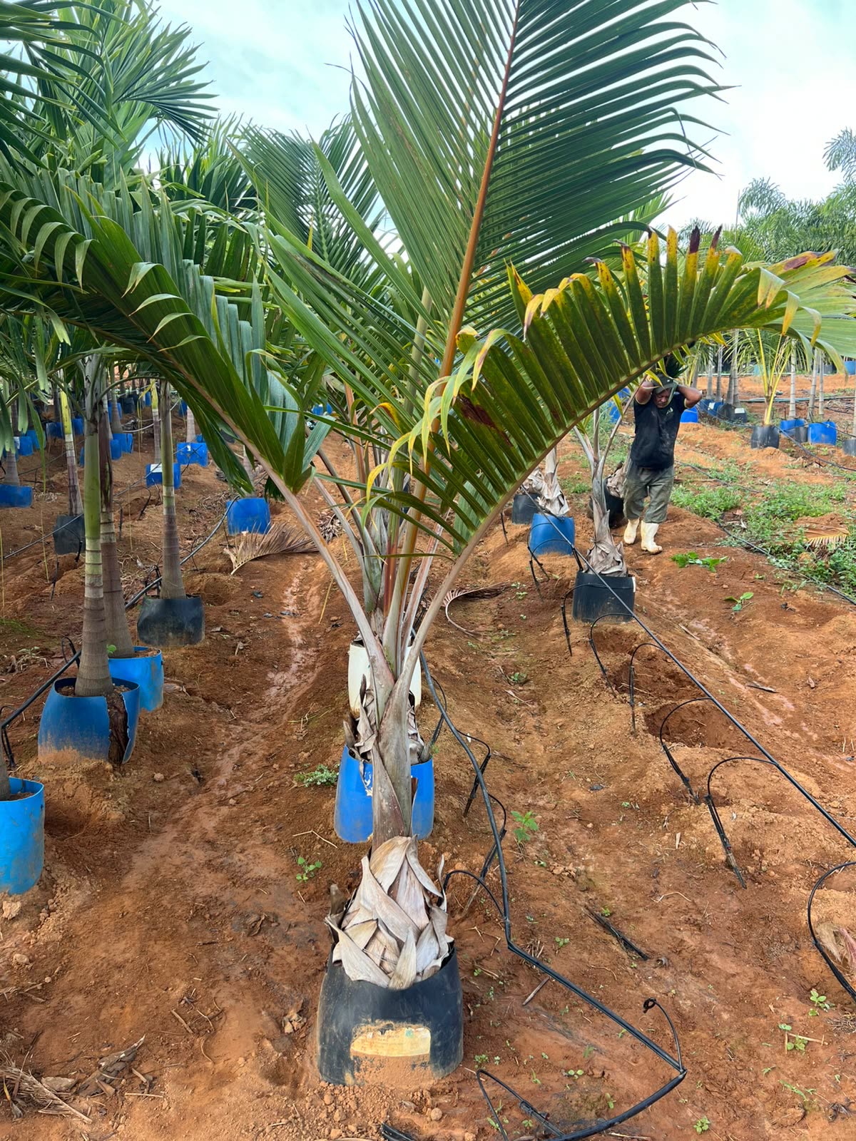 Palmeira adulta envasada no viveiro em Dona Euzébia