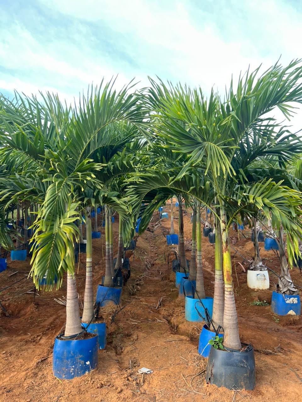 Palmeiras areca-bambu adultas prontas para transporte
