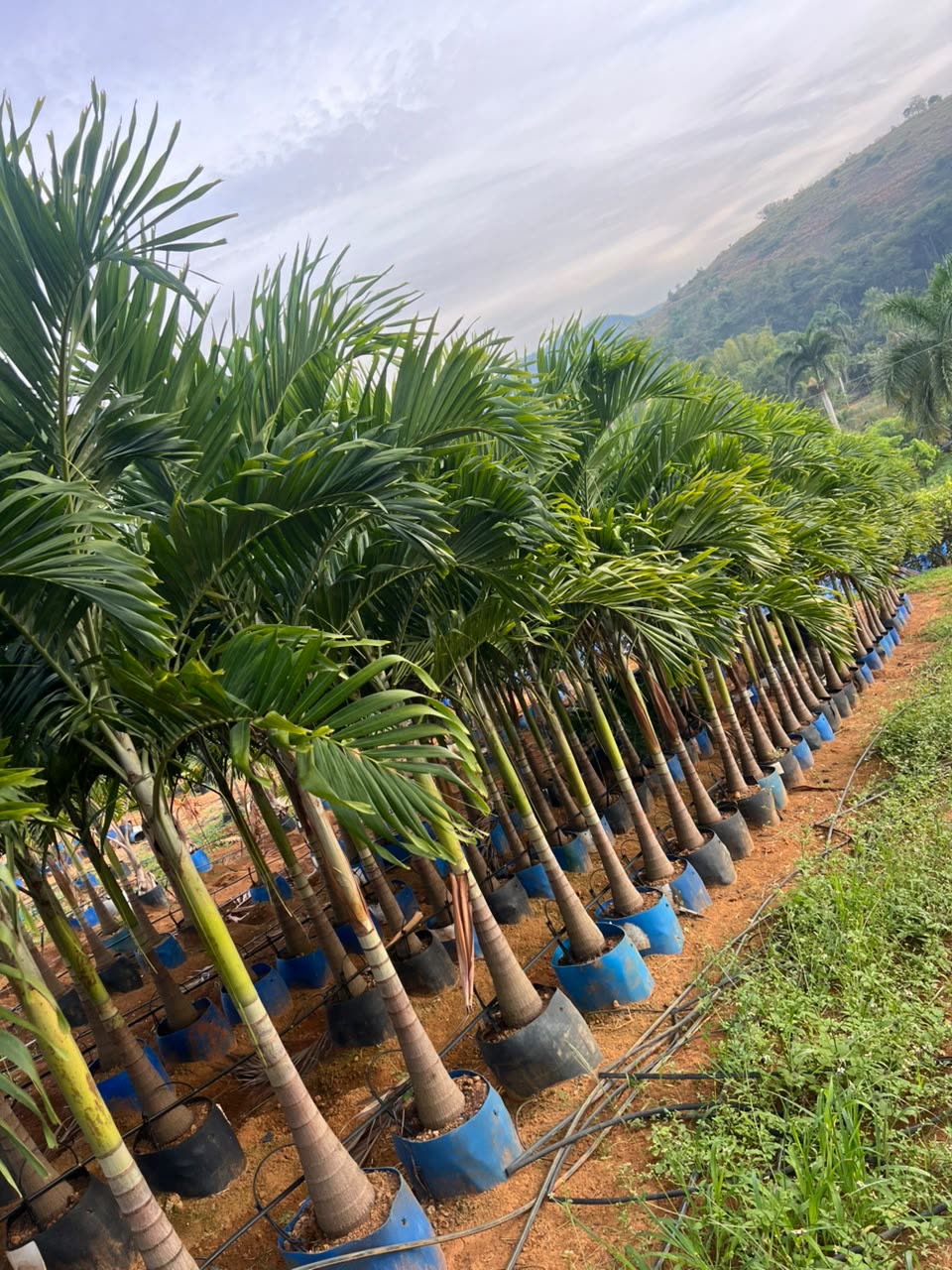 Palmeiras adultas em vasos no viveiro da Disk Plantas, com a serra ao fundo