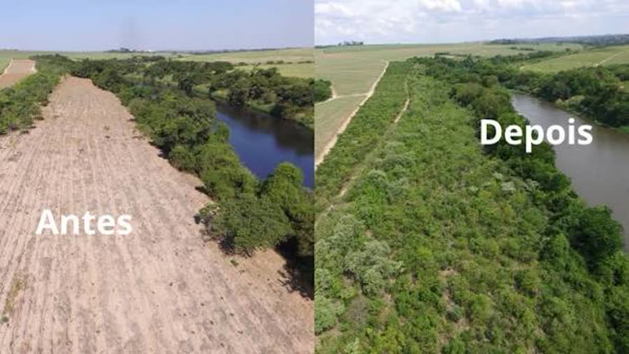 Área de mata ciliar antes e depois da recomposição com mudas nativas