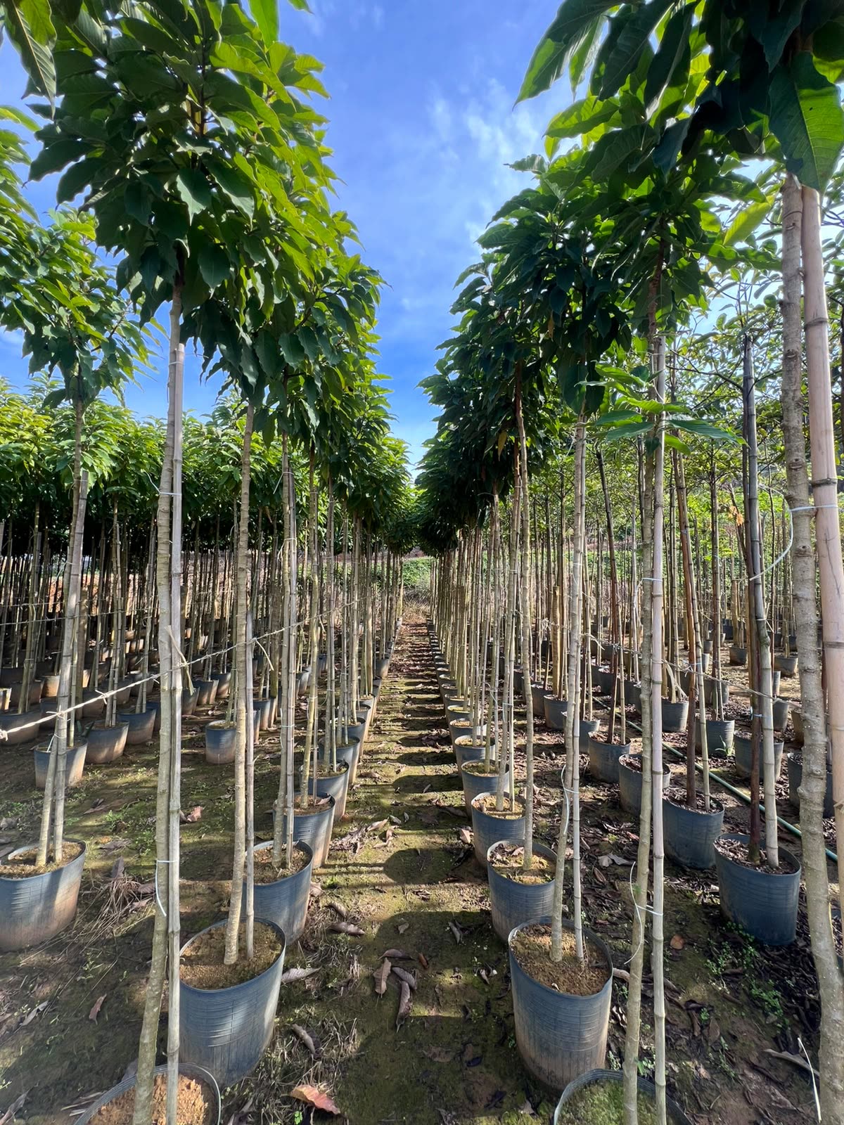Alameda de árvores adultas no viveiro da Disk Plantas